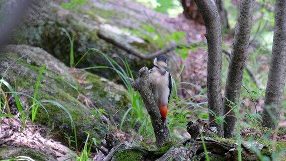 啄木鸟坐在树枝上把树皮下的幼虫拉出来
