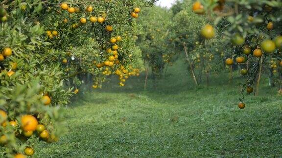 在阳光下灌溉橘子园