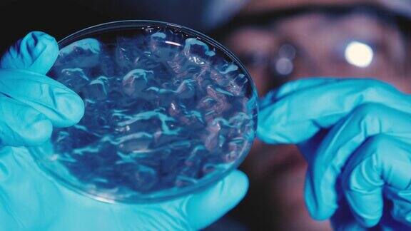 科学家在培养皿上检查细菌