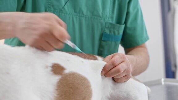 一只英国斗牛犬正在兽医办公室接种疫苗它的主人正在拥抱它
