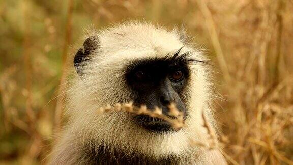 灰叶猴(Semnopithecus)也被称为哈努曼叶猴是原产于印度次大陆的旧大陆猴子的一个属印度拉贾斯坦邦的Ranthambore国家公园