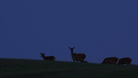 鹿和晚上