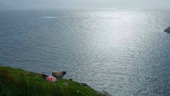 在阿基尔岛基姆湾放牧的绵羊
