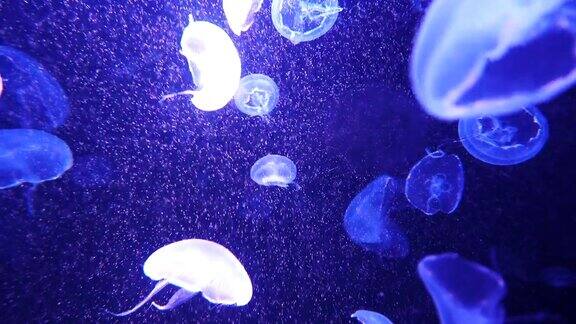 水下水母世界