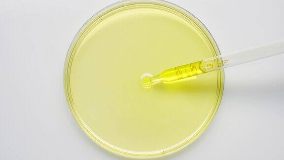 长滴管将黄色的油排入培养皿并将其带回去
