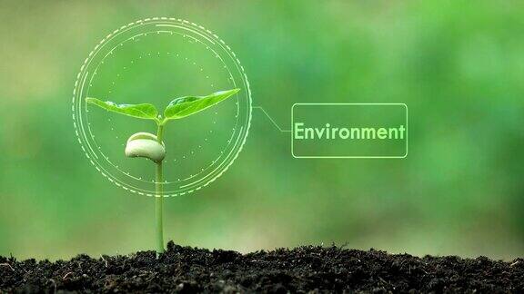 种植一棵树和环境全息图拯救地球和自然清洁生态在自然