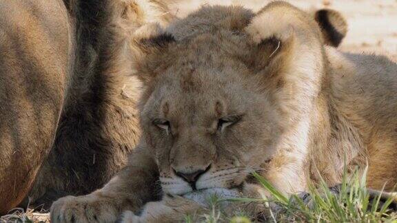 南非克鲁格国家公园一只小狮子的特写