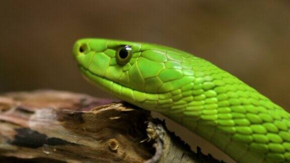 绿色曼巴蛇的近距离观察高质量4k镜头