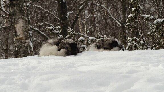 两只北极狐在雪中酣睡静态的照片