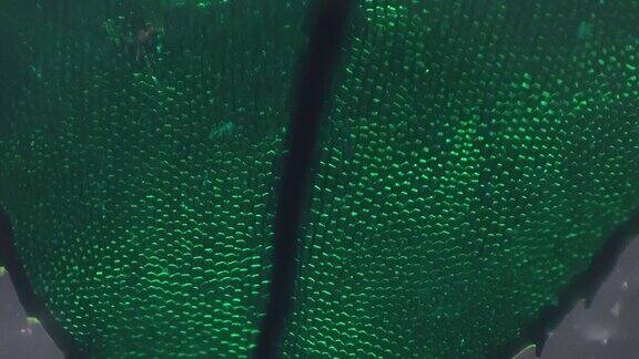 在100倍放大显微镜下用交叉光拍摄镰孢藓叶的宏观图像