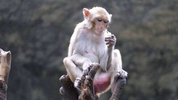 近距离观察猕猴坐在木头上吃香蕉