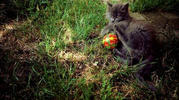 小猫在玩球