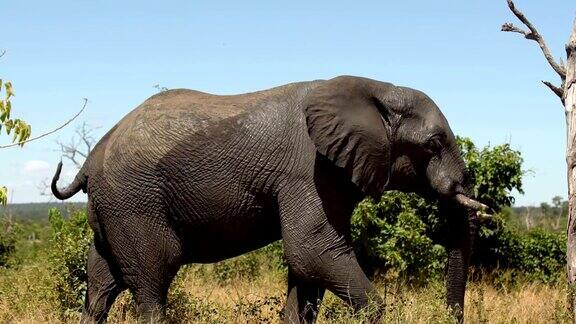 非洲象在丛林中觅食
