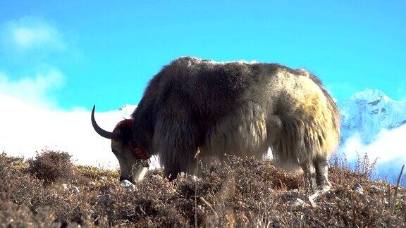 喜马拉雅山上的牦牛