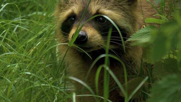 浣熊在草中寻找食物