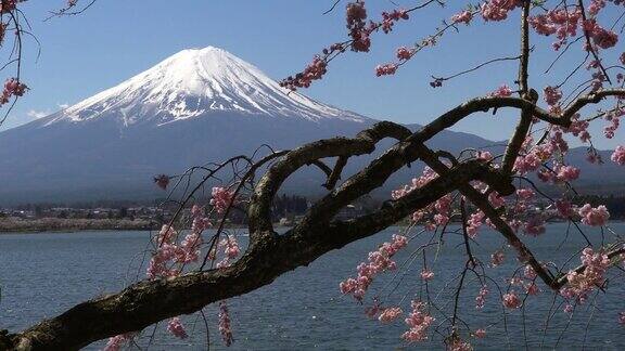 日本风景与富士山和樱花在川口子藤吉田日本