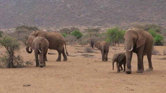 一群野生非洲象在自然干旱期间穿过山谷
