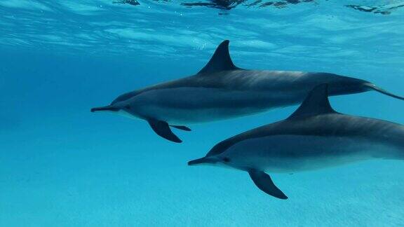 一对海豚在水面下的蓝色水中慢慢地游动慢动作特写镜头水下镜头飞旋海豚(Stenellalongirostris)红海萨塔亚礁(海豚屋)马萨阿拉姆埃及非洲