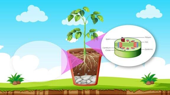 展示植物内部结构的2D动画