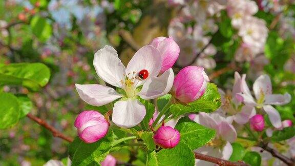 苹果花上的瓢虫