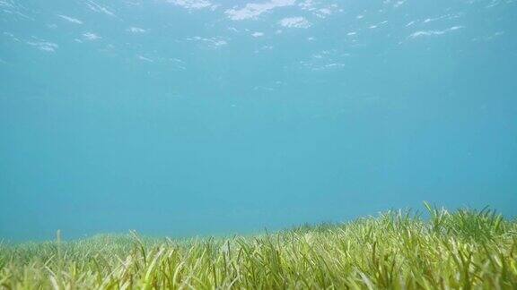 绿色的海藻水生植物和蓝色的水在海底水下的观点