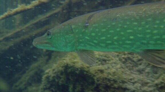 在自然栖息地游泳的野生梭子鱼冒险镜头巨大的水量和绿色的近海植被中间是大鱼