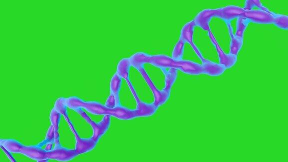 绿色屏幕上的DNA分子动画3d渲染生物技术生物化学遗传学和医学概念DNA链