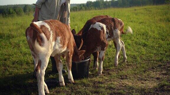 小牛吃夏天农民在乡下