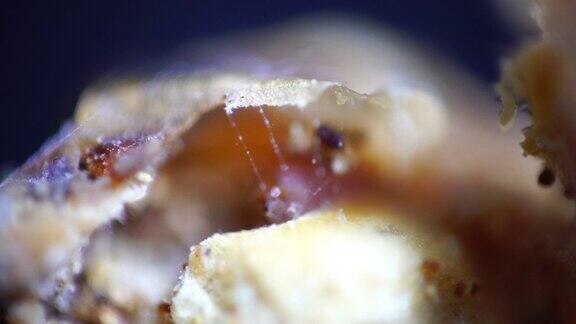 飞蛾幼虫在龙血果内-Opogonasacchari