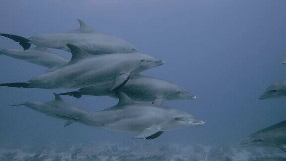 两群海豚在一起游泳