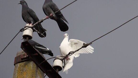 白鸽栖息在电线杆上休息