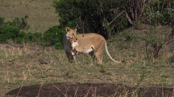 非洲狮美洲豹母狮嘴里叼着幼崽肯尼亚马赛马拉公园实时4K