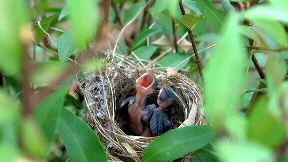 饥饿的小鸟在巢里