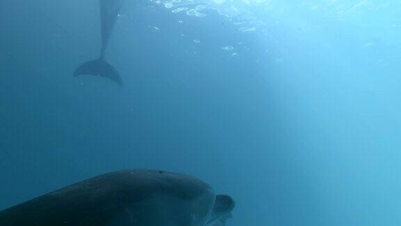 一群宽吻海豚在蓝色的水中游泳