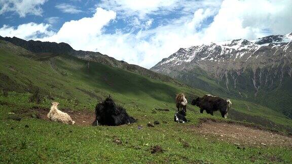中国四川省四姑娘山国家公园海子谷四姑娘山地区的山脉自然景观中的一群牦牛