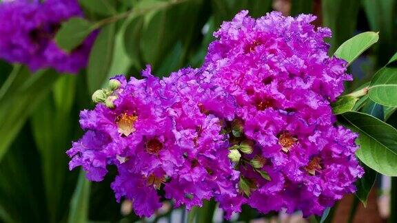 近紫薇花