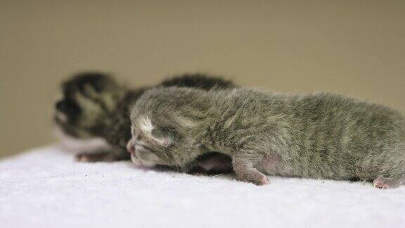 两个刚出生的小猫