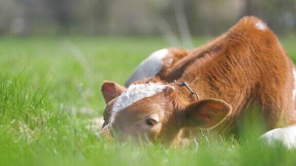 夏天小牛在绿色的草地上休息在农场草地上饲养牛
