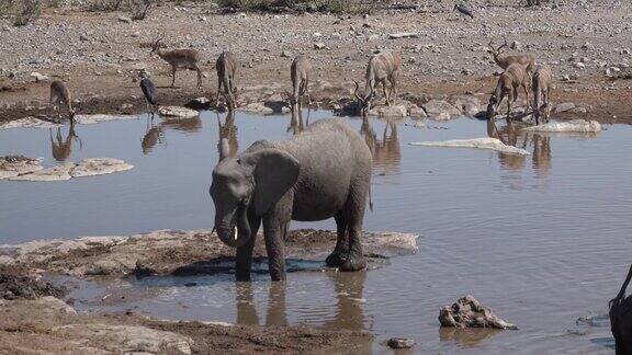小象在池塘里