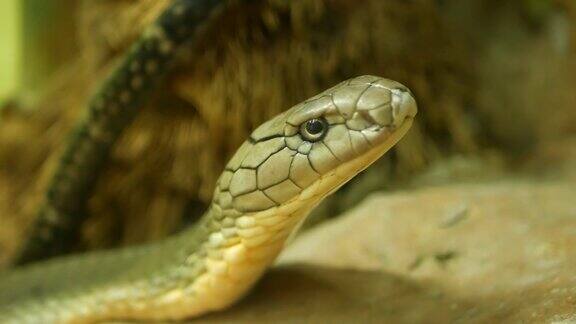 有着浅条纹皮肤的威严的毒蛇美丽的单眼镜王眼镜蛇在岩石上的饲养笼