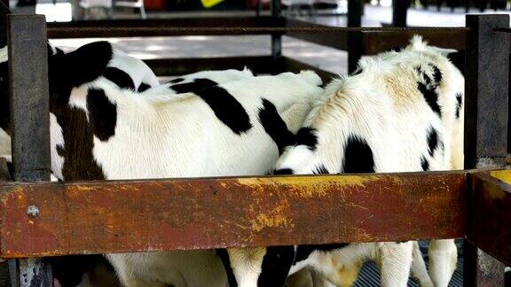 奶牛在农场