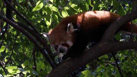 小熊猫走在树枝上