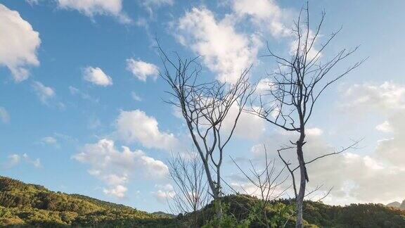 放大:高山和蓝天中的枯树