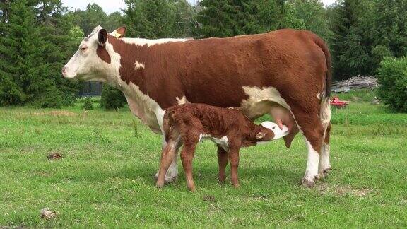 小牛在喝母亲的奶绿色草地上的母牛和新生牛犊