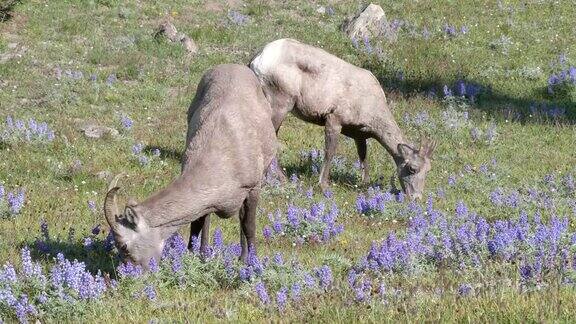 两只大角羊在黄石公园的沃什伯恩山上吃草