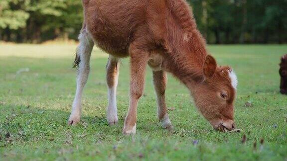 小野牛犊在草地上吃草