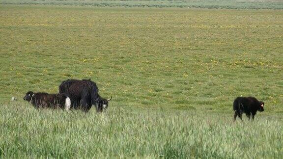 4k牦牛在草原上吃草