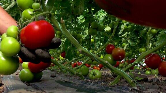 选择有机培植的西红柿