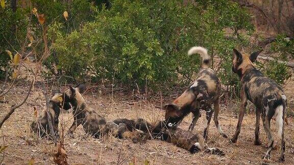 南非克鲁格国家公园的非洲野狗