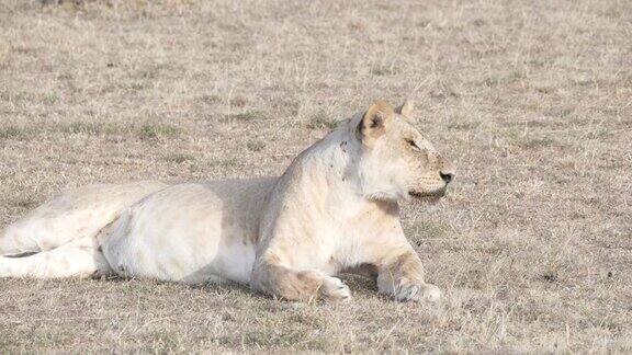 肯尼亚马赛马拉一只母狮躺在地上的4K吋近距离镜头